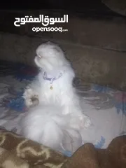  5 قطة انثى هاديه