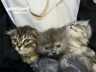  4 قطط سكوتش فولد مكس للبيع عدد 2 ذكر 1 انثى