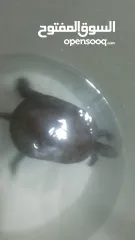  1 سلحفاه برمائية ذكر للبيع