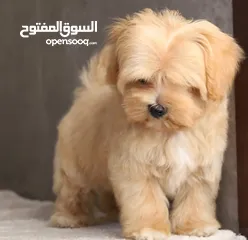  13 Maltipoo  جراء مالتيبو
