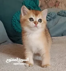  4 كتن سكوتش فولد وستريت اناث وذكورالعمر شهرين الوان مميزه الاسعار ابتداء من 100