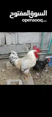  1 دجاج عرب بياض بصحة جيدة