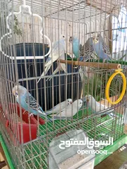  2 10 طيور حب طفرات جميله ونادرة  تبارك الله