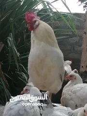  1 ديكة فرنسية