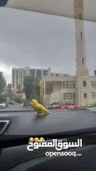  3 ببغاء روز مدرب