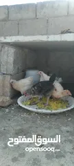  4 دجاج بلدي للبيع
