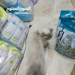  4 قطة هملايا عمر سنه للتبني بأسرع وقت