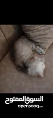  6 قط شانشيلا هملايا بأحسن صحة