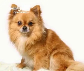  1 كلبي شيواوا للبيع