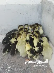  5 duck for sale