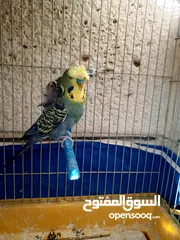  4 جوز وذكر جنة جامبو وذكر هوجو