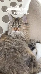  1 cat for sale female سنور للبيع حرمه