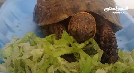  2 tortoise for sale