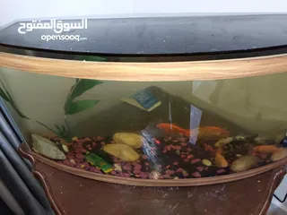  3 ثمن اسماك للبيع