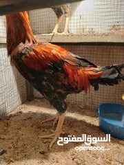  1 ديوجه عربي مخاليف