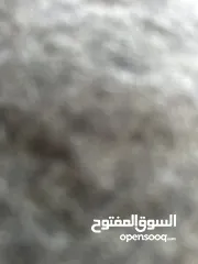  3 شقه مفروشه للايجار خلف جبري المركزي دخلت الشالاتي