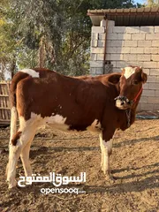  1 اباجير رقم واحد