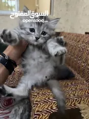  1 قط شيرازي عدد 2 ذكر وانثى