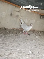  3 فرخ مسود قراقطه للبيع