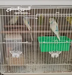  2 Budgie 3 pairs   بادجي 3 ازواج