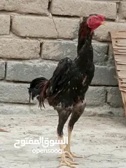  1 ديج هراتي مخلف