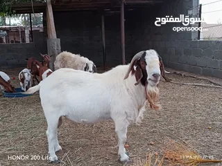  1 حلال برقوات للبيع