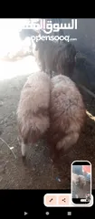  1 تيس كفاله هداد ولحم ماشاءالله تبارك وثنيه ثلاث حبات حليب ولحم