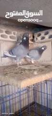  3 فحل ابلق شغال نخب اول