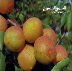  1 "مشمش أذربيجان"ایران