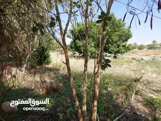  5 ارض للبيع لشاليه منطقة شاليهات الغور شميساني الغور دونم