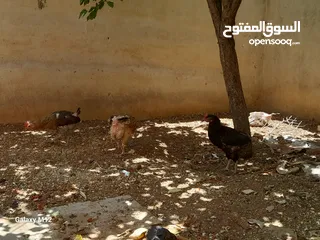  2 دجاج بلدي للبيع بياض