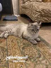  2 قطة انثى "شانشيلا