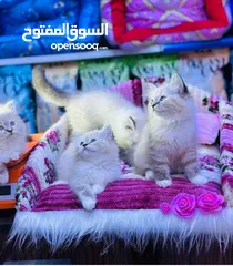  9 السلام وعليكم قطط هملاية ام مع بناتها 4 وهي ال5 العمر الزغار 3 اشهر الوحدة الزغيرة سعرهة 75
