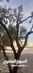  28 عنب للورق و الثمر تقليم