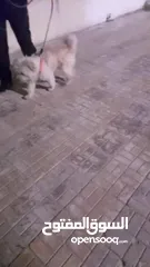  3 كلب أنثى لعوب
