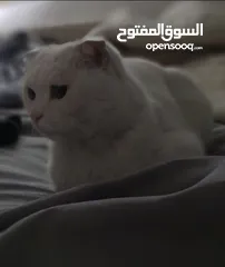  2 قطط سكوتشي