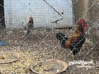  7 جايه وديك بلدي للبيع