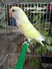  1 فحل روز أليف