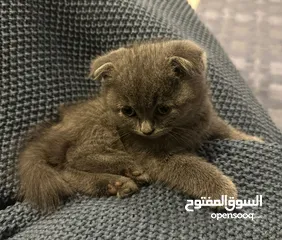  2 Scottish fold female