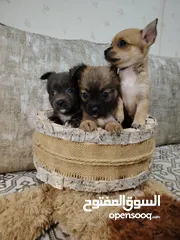  1 شيواوه ميني +شورت هيد