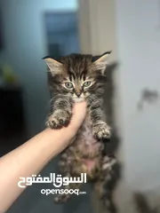  1 قطط شانشيلا عمرهم شهرين للبيع ب قطط شانشيلا عمرهم شهرين للبيع ب 25 الواحده 25 الواحده