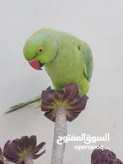  3 ترويض وتدريب ببغاء الدرارة الهندي الشرس ببغاء صيد خلال شهر فقط