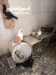  5 جواز حمام شغالات نخب للبيع