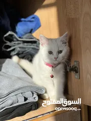 4 قطه  بيضاء ألون أنثى صغيرة لطيفه جداً