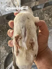  4 زغاليل للبيع معبيت لحم جاهزات لذبح
