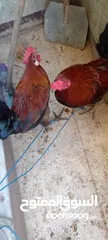  9 ديكين للبيع