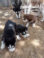  5 كلاب هاسكي