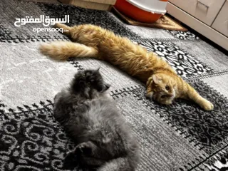  5 قطط للتبني