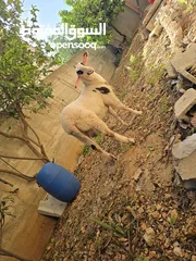  13 خروف نخب النخب