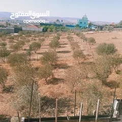  4 دونم زيتون في النصارية